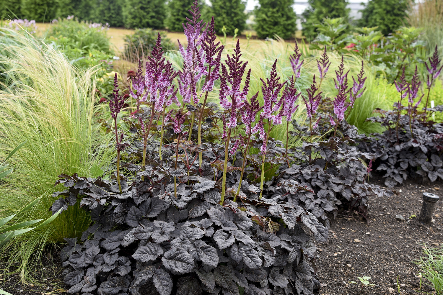 Astilbe